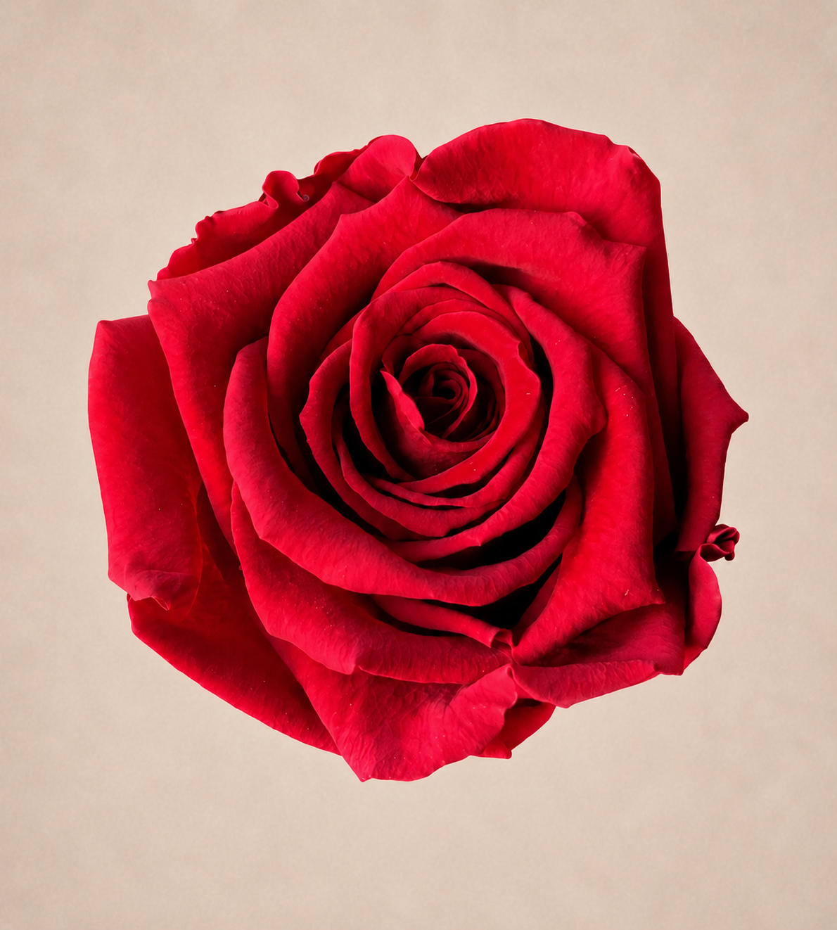 rose éternelle