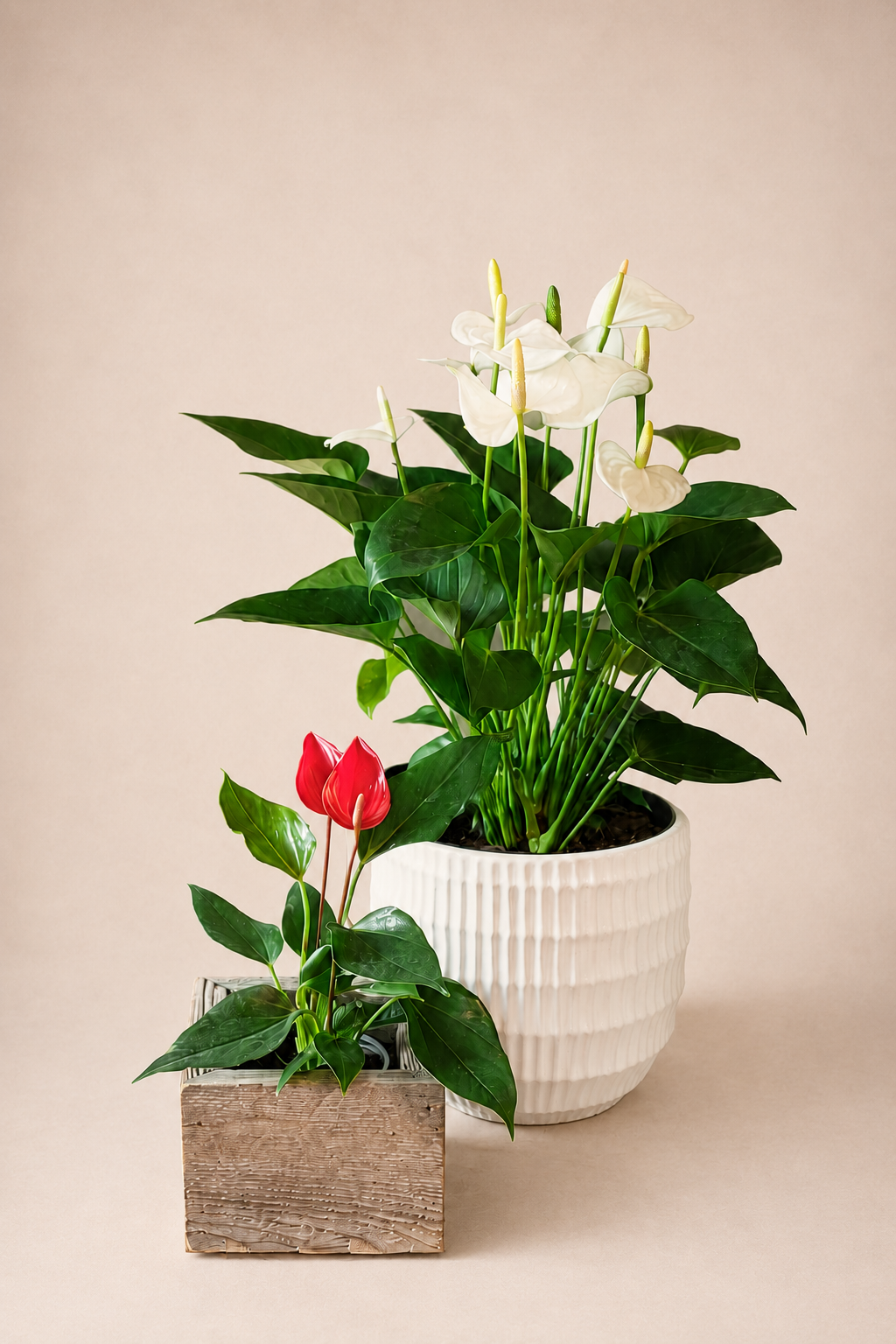 Anthurium