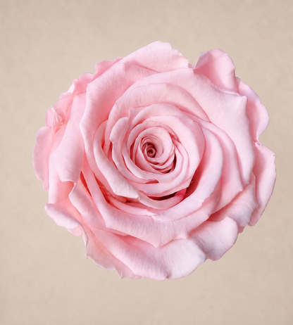 rose éternelle