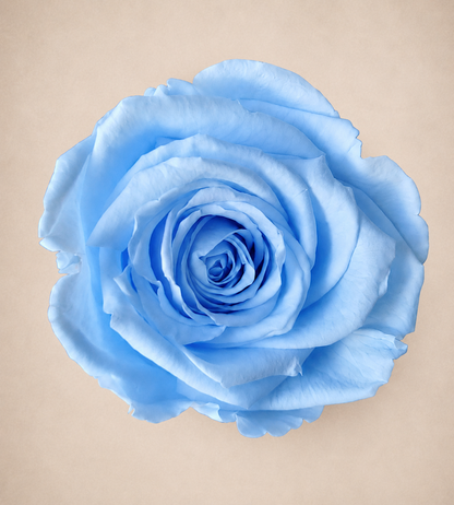 rose éternelle