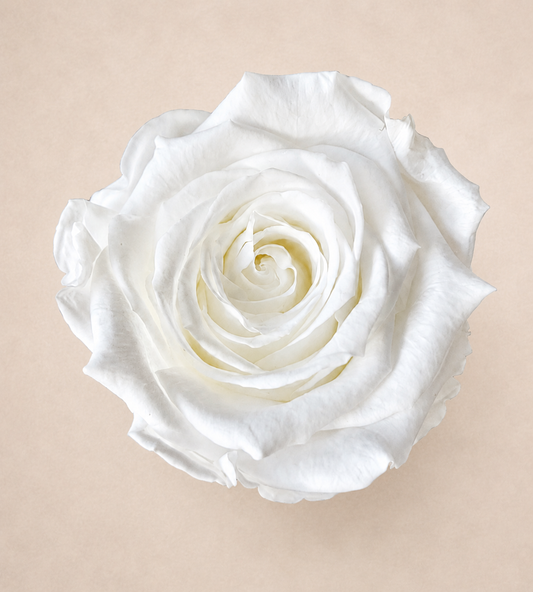 rose éternelle