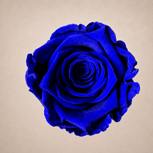 rose éternelle