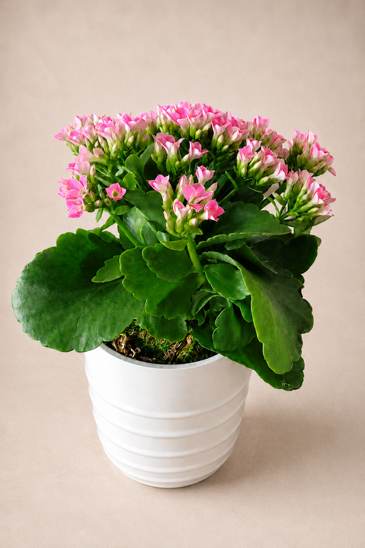 Kalanchoe - Calendiva
