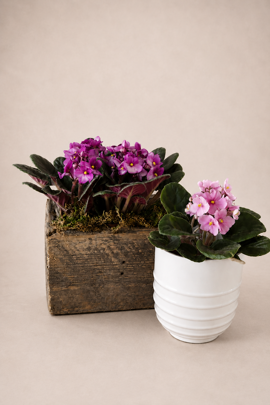 Violette africaine (Saintpaulia)