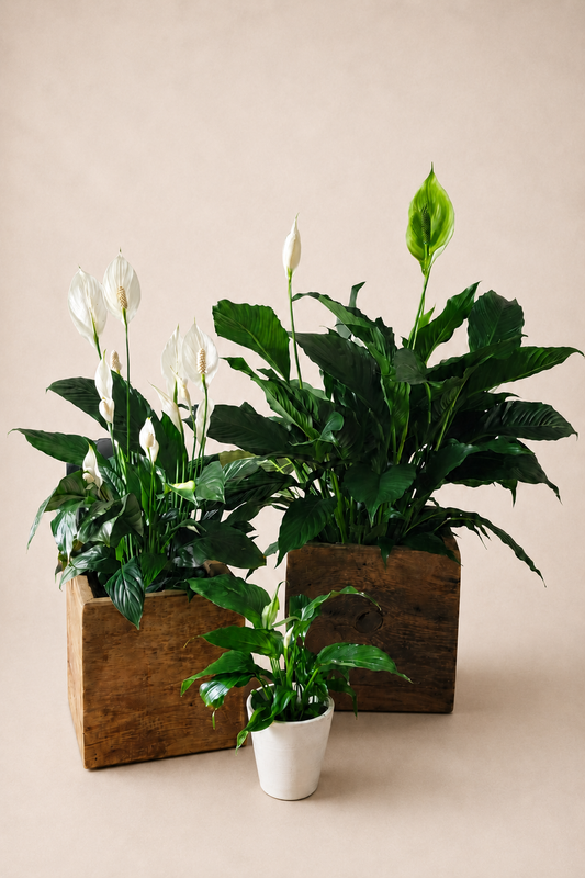 Lys de paix (Spathiphyllum)