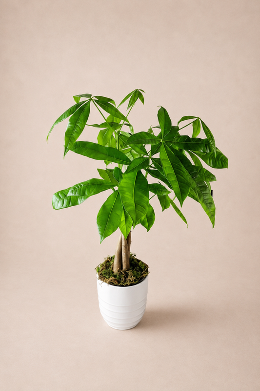 L'arbre à monnaie (Pachira Aquatica)